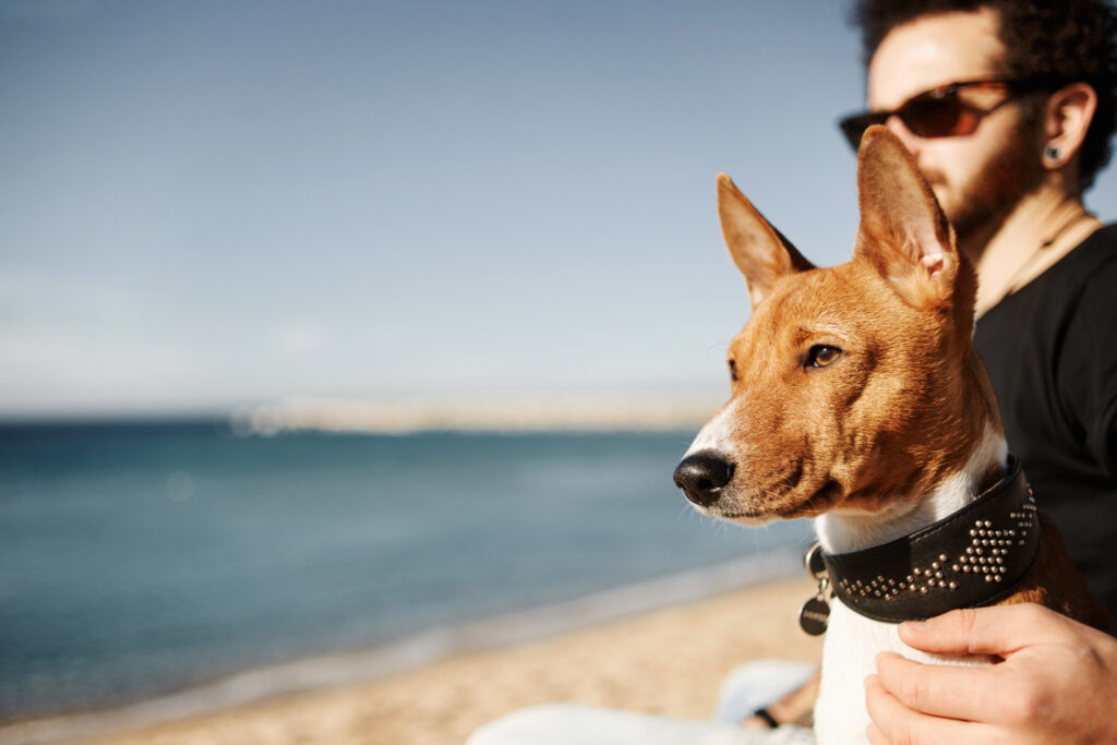 El calor y tu mascota: ¡Evita un golpe de calor! Consejos esenciales para perros y gatos en Almería