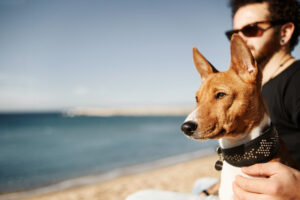 El calor y tu mascota: ¡Evita un golpe de calor! Consejos esenciales para perros y gatos en Almería