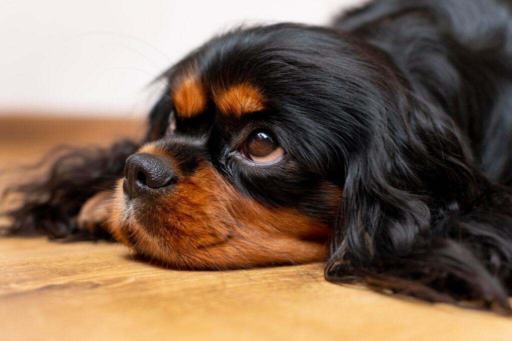 ¿Ansiedad por separación en perros? Señales, causas y cómo ayudar a tu mejor amigo a sentirse seguro