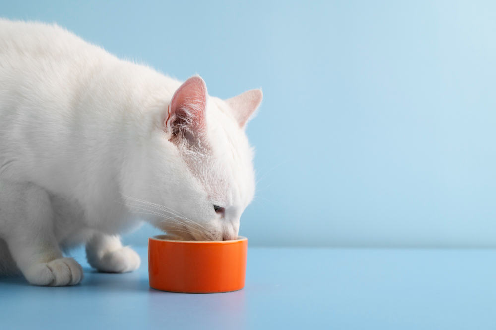 La importancia de la hidratación en tu mascota, especialmente en gatos