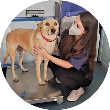 Beccavet - Unidad Veterinaria Móvil