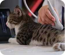 Veterinario realizando ecografía a gato a domicilio