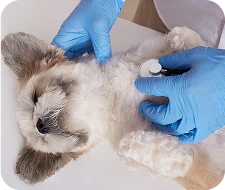 Veterinario realizando revisión a perro a domicilio