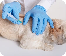 Veterinario administrando vacuna a perro en casa